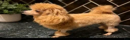 Poedel Toy honden te koop: 3 Toy poedel teefjes  - Advertentie 5