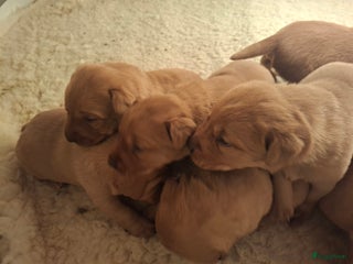 Labrador Retriever honden 4 prachtige Foxred Labrador pups - Advertentie 4