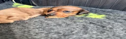 Dwergteckel honden te koop: Dwergteckel pups - Advertentie 15