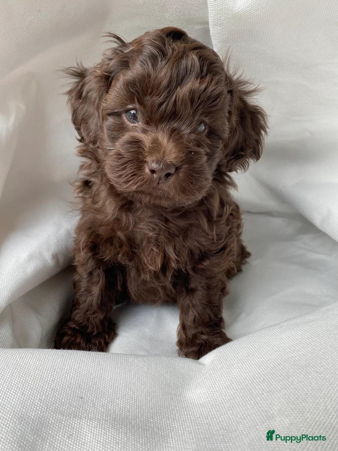 Shihpoo honden te koop: Prachtige choco Shihpoo’s te reserveren - Advertentie 3