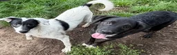 Kruising honden ter adoptie: Apollo - Advertentie 4