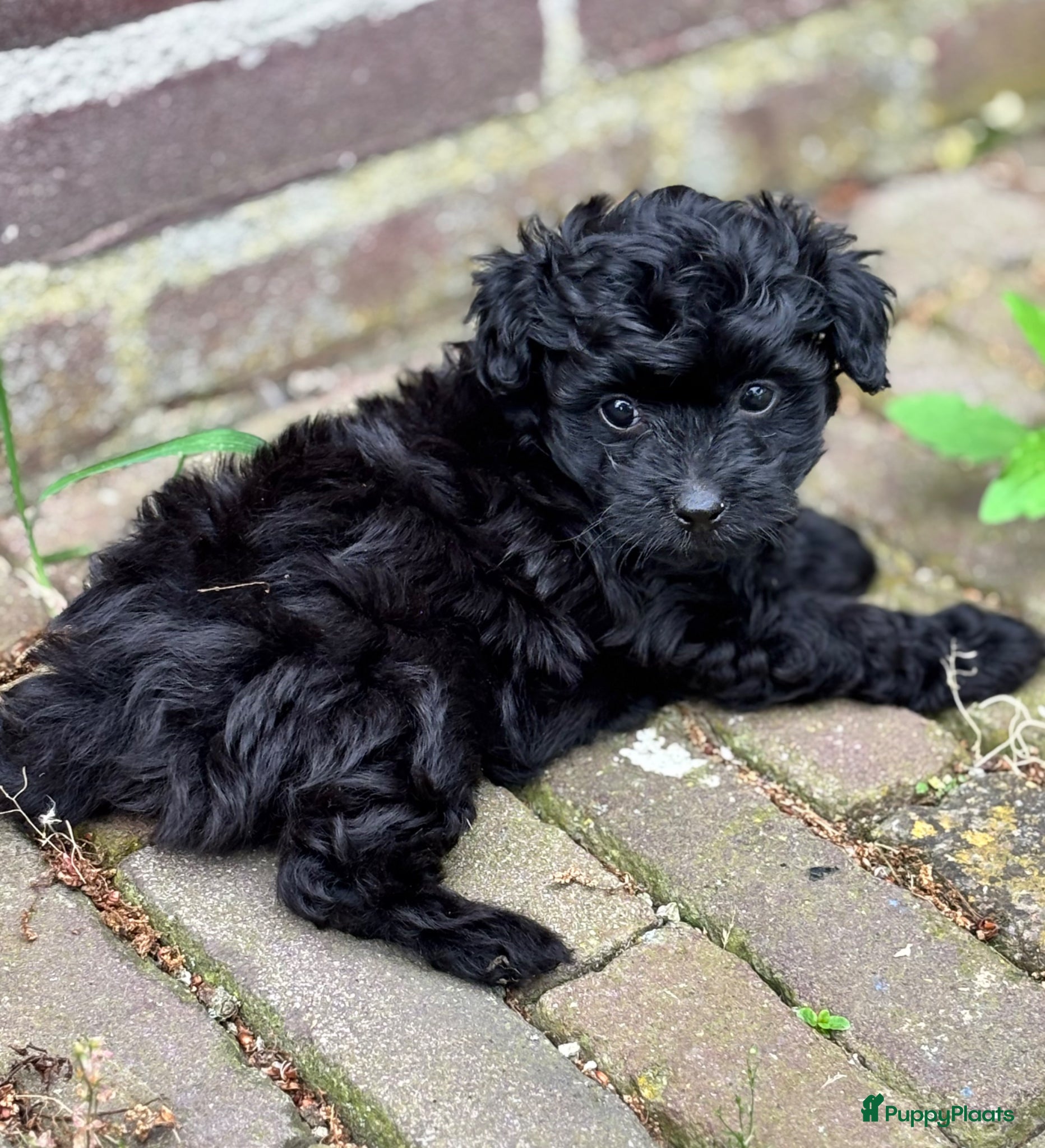 Kruising honden te koop: Pomapoo pups uit geteste ouders - Advertentie 9