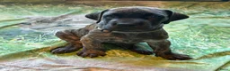 Duitse Dog honden te koop: Duitse Dog Pups - Advertentie 11