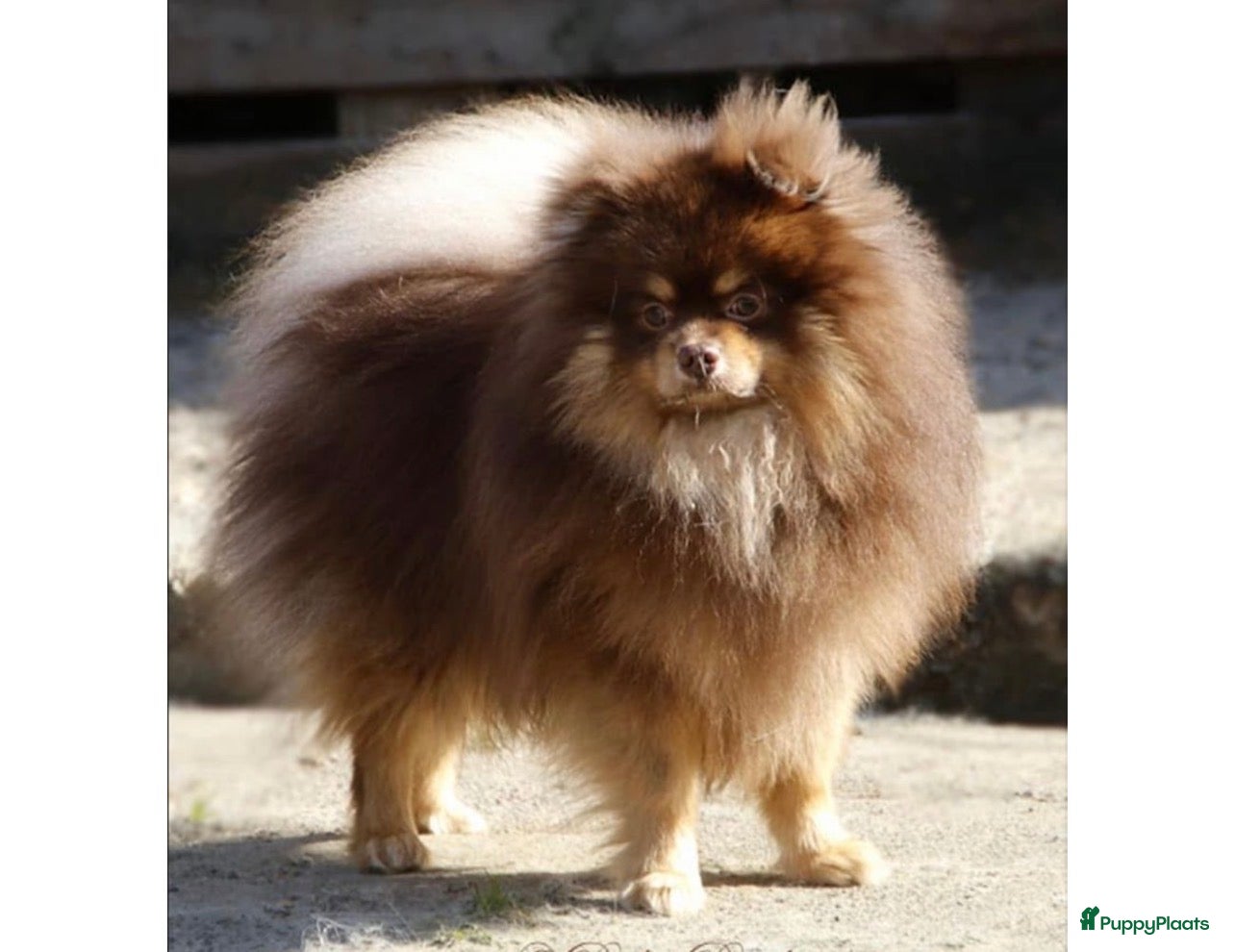 Pomsky honden 6 pomskys - Advertentie 2