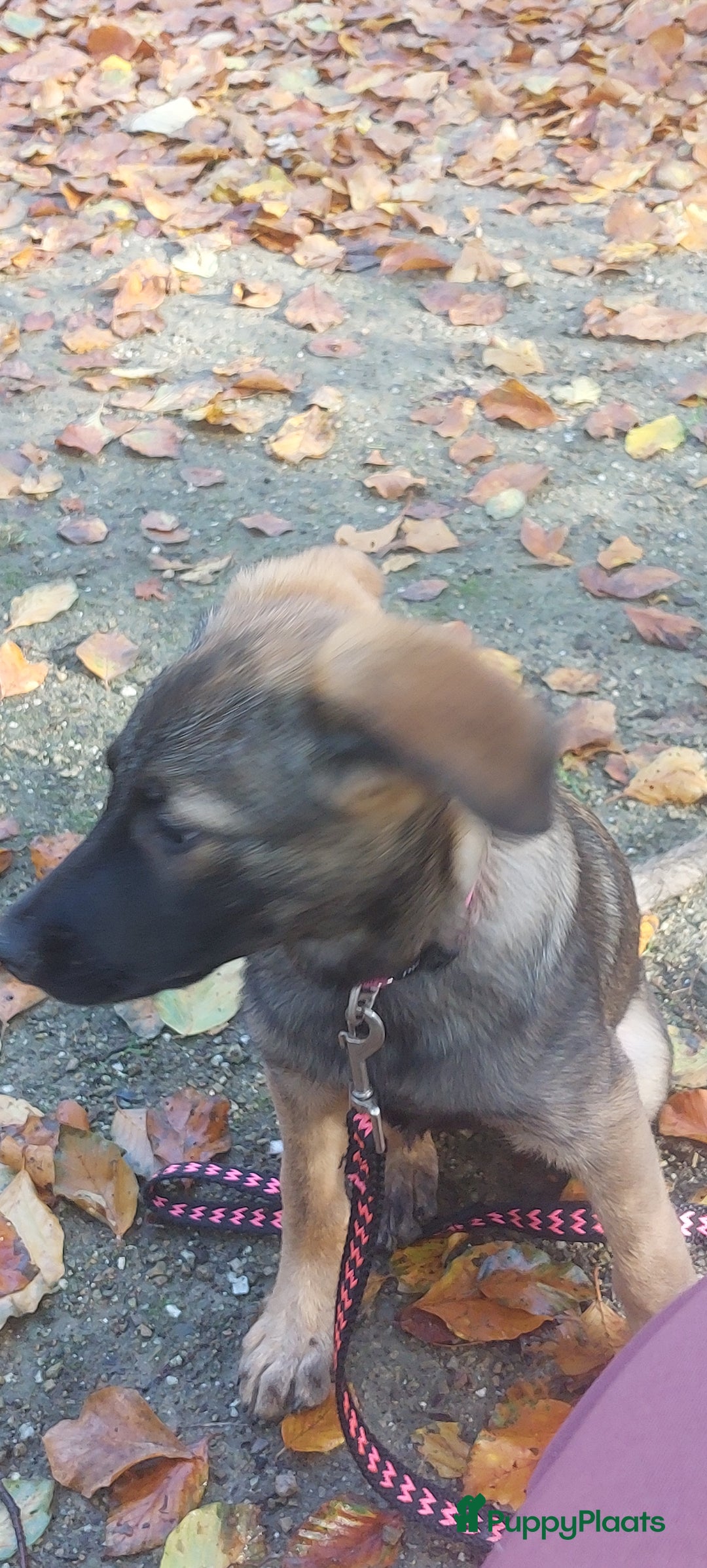 Kruising honden te koop: Lieve mechelse herder pup - Advertentie 8