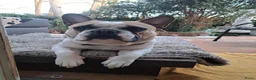 Franse Bulldog honden ter dekking: Dek reu Originele franse bulldog  - Advertentie 2