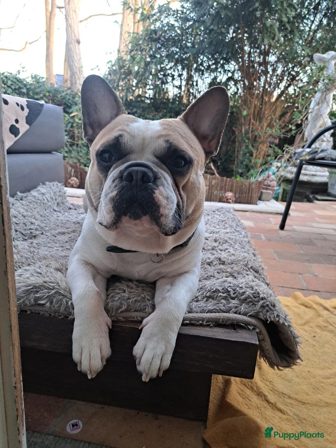 Franse Bulldog honden ter dekking: Dek reu Originele franse bulldog  - Advertentie 2