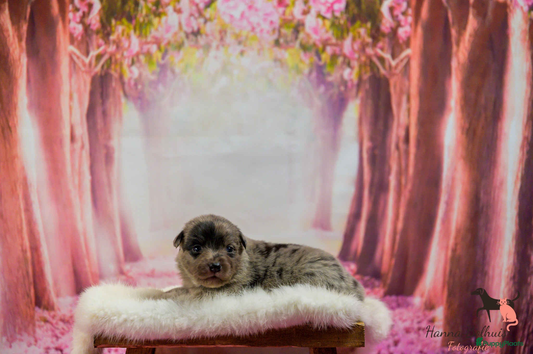 Australian Shepherd honden te koop: Mini Australian Shepherd pups - Advertentie 6