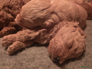 Goldendoodle honden Goldendoodle multigen middenslag reu te koop - Advertentie 1