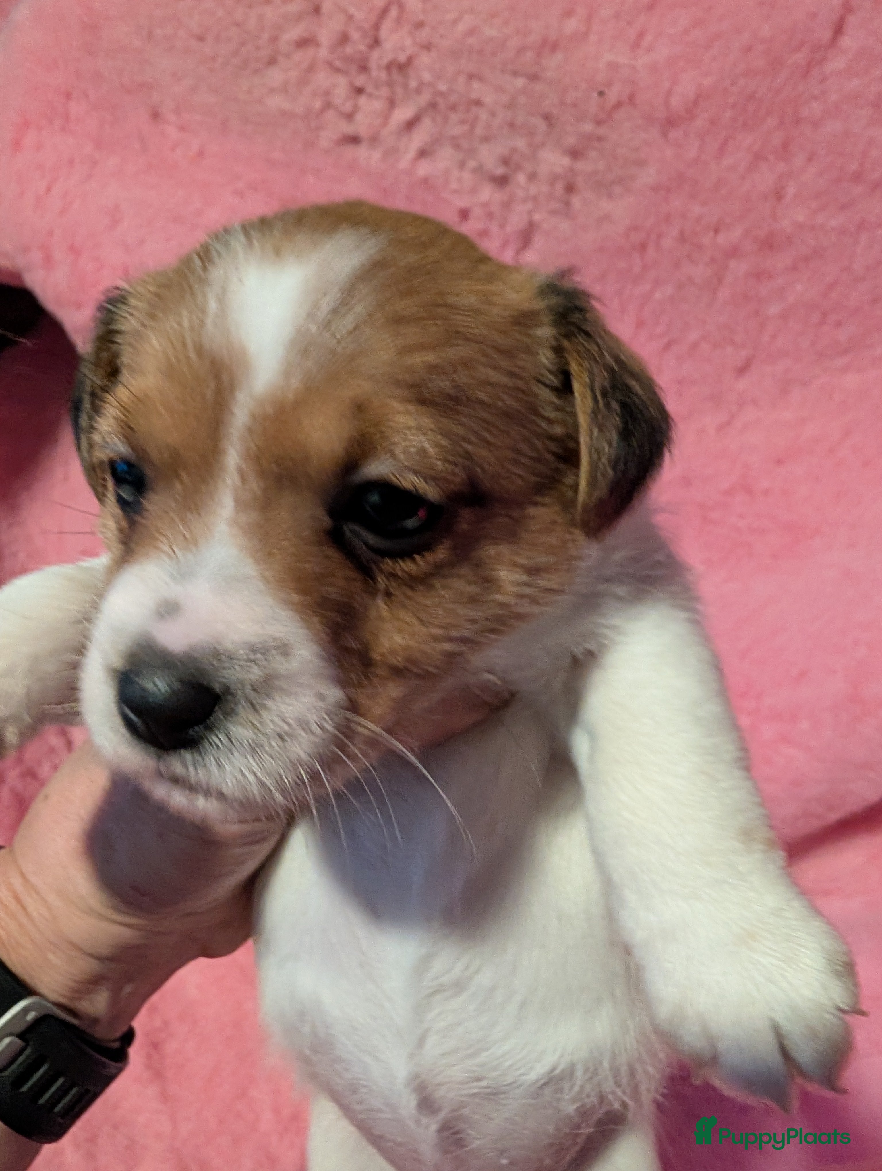 Jack Russel Terriër honden Nog 1 Jack Russell teefje met stamboom  - Advertentie 1