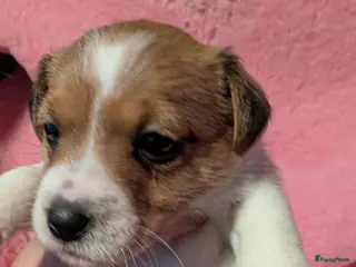 Jack Russel Terriër honden Nog 1 Jack Russell teefje met stamboom - Advertentie 1