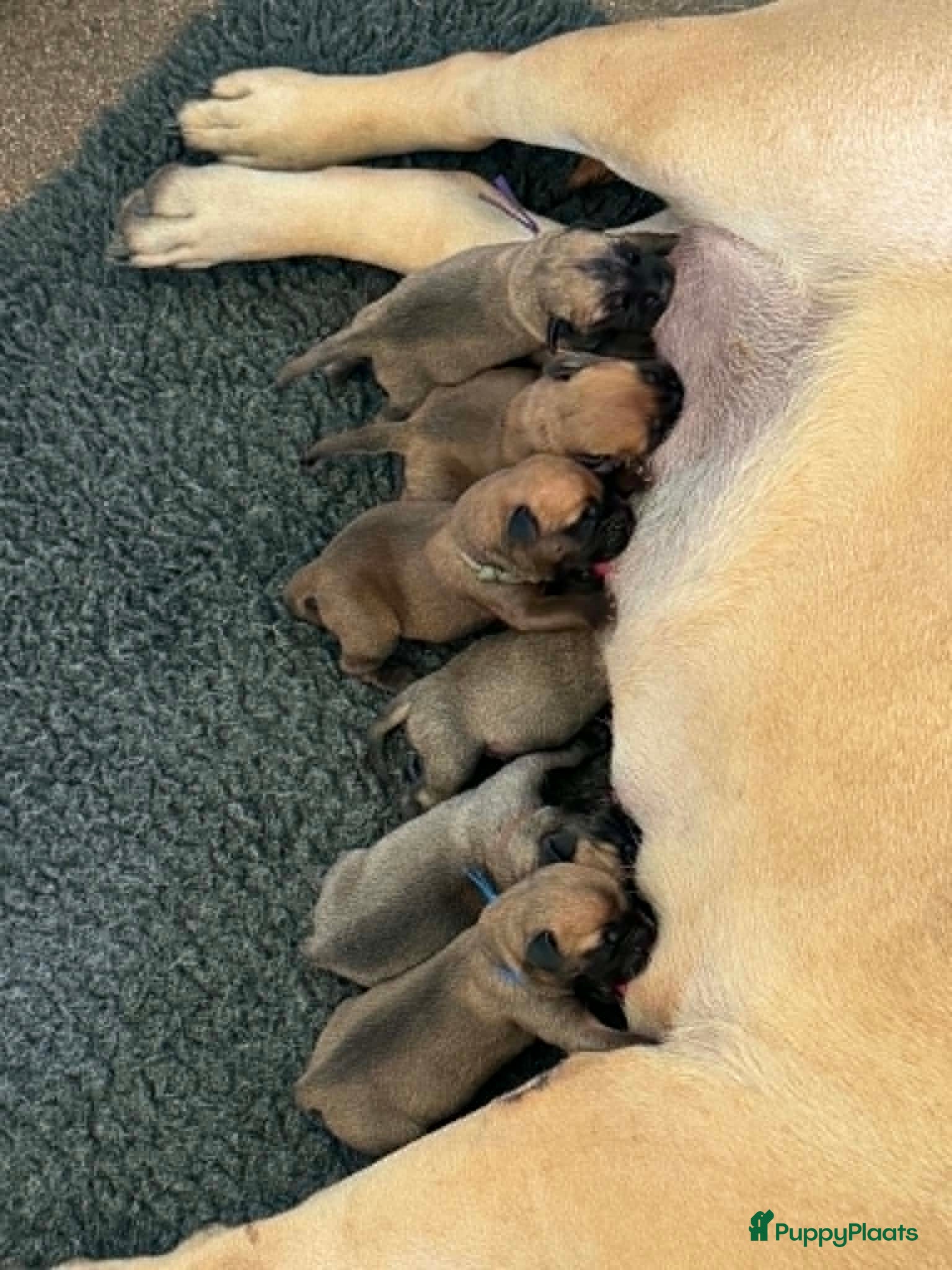 Bullmastiff honden Bullmastiff pups met stamboom - Advertentie 1