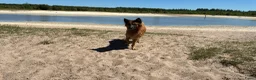 Duitse Herder honden ter adoptie: Baskische herder teefje zoekt gastgezin - Advertentie 8