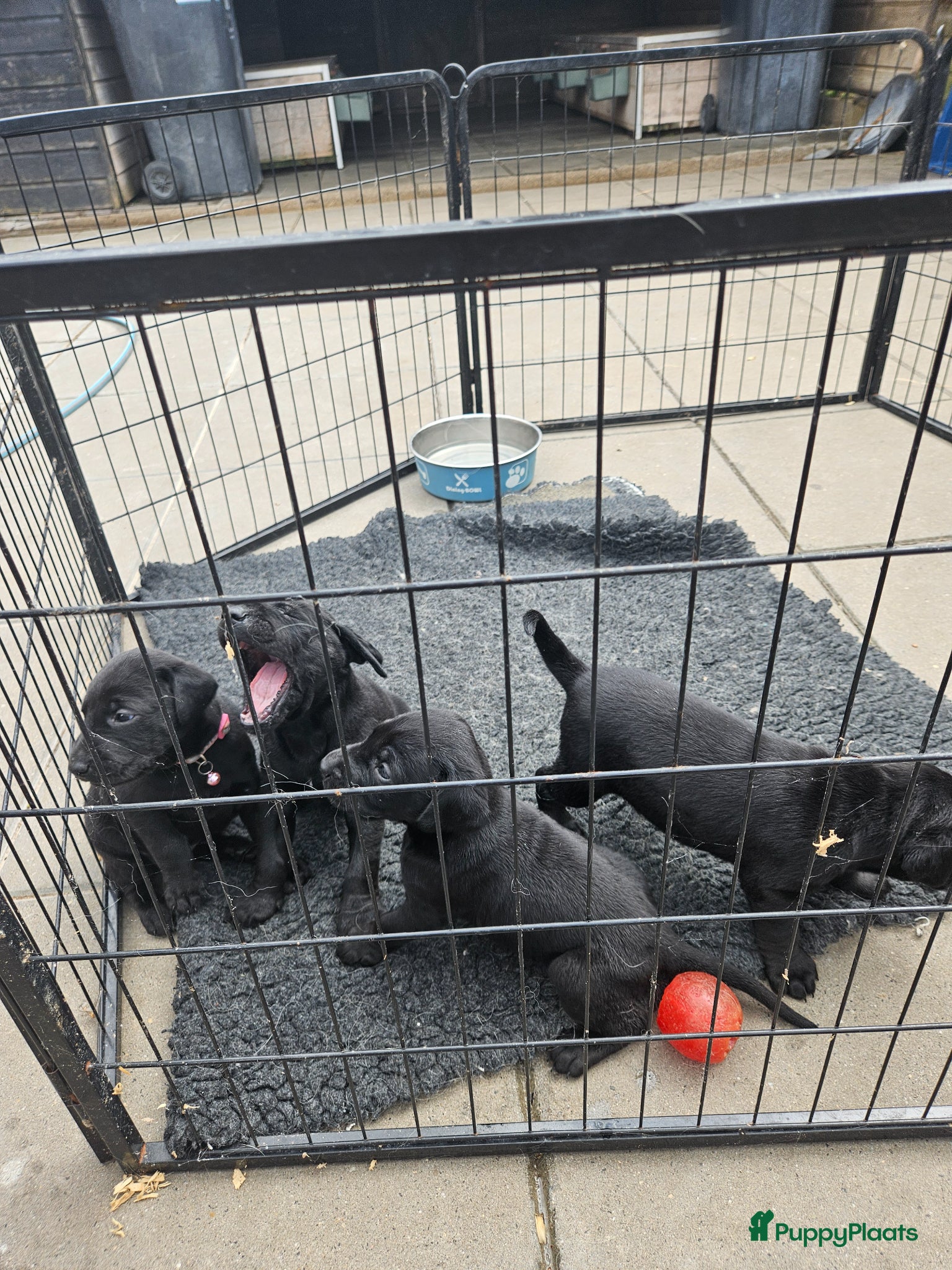 Kruising honden te koop: Te koop Doberman × pups - Advertentie 8