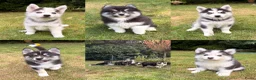 Pomsky honden te koop: Pomsky puppy’s F3 - Advertentie 4