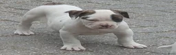 Amerikaanse Bulldog honden te koop: 2 prachtige reutjes uit mooie combinatie - Advertentie 5