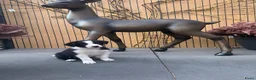 Border Collie honden te koop: Border collie puppy's in Oude Pekela - Advertentie 27