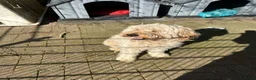 Australian Labradoodle honden te koop: Australian Labradoodle ( medium) - Advertentie 6
