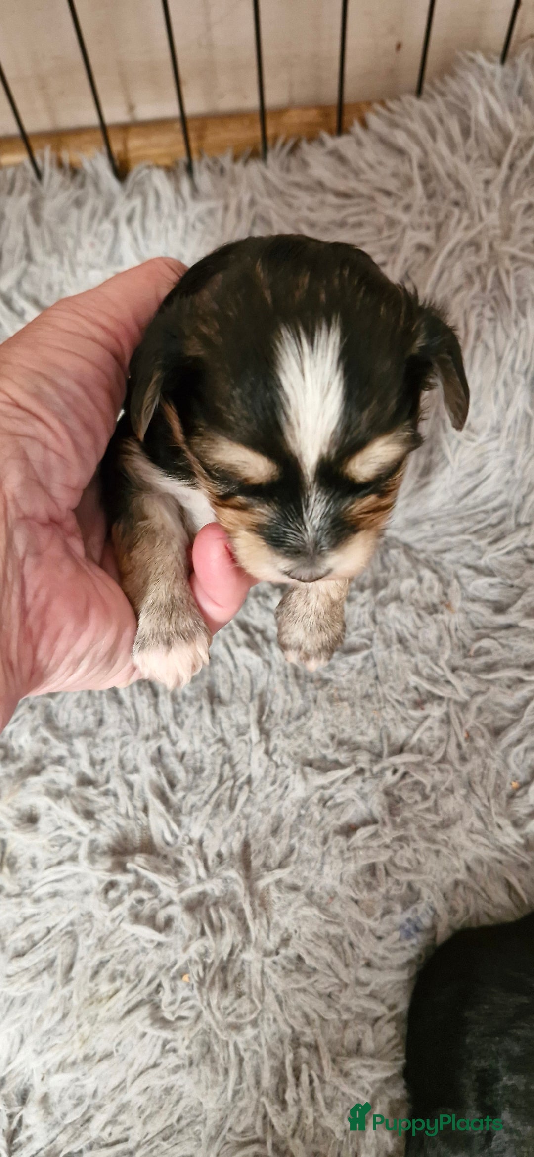 Morkie honden te koop: Morkie - Advertentie 6