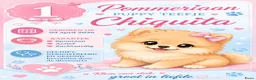 Pomeriaan honden te koop: Schattige Pommeriaan Puppy's  - Advertentie 7