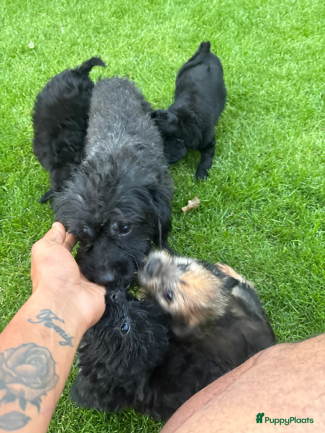 Kruising honden te koop: Lieve puppy’s 🐶  - Advertentie 2