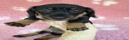 Ruwhaar Teckel honden te koop: Ruwhaar dwerg teckel pups met stamboom - Advertentie 2