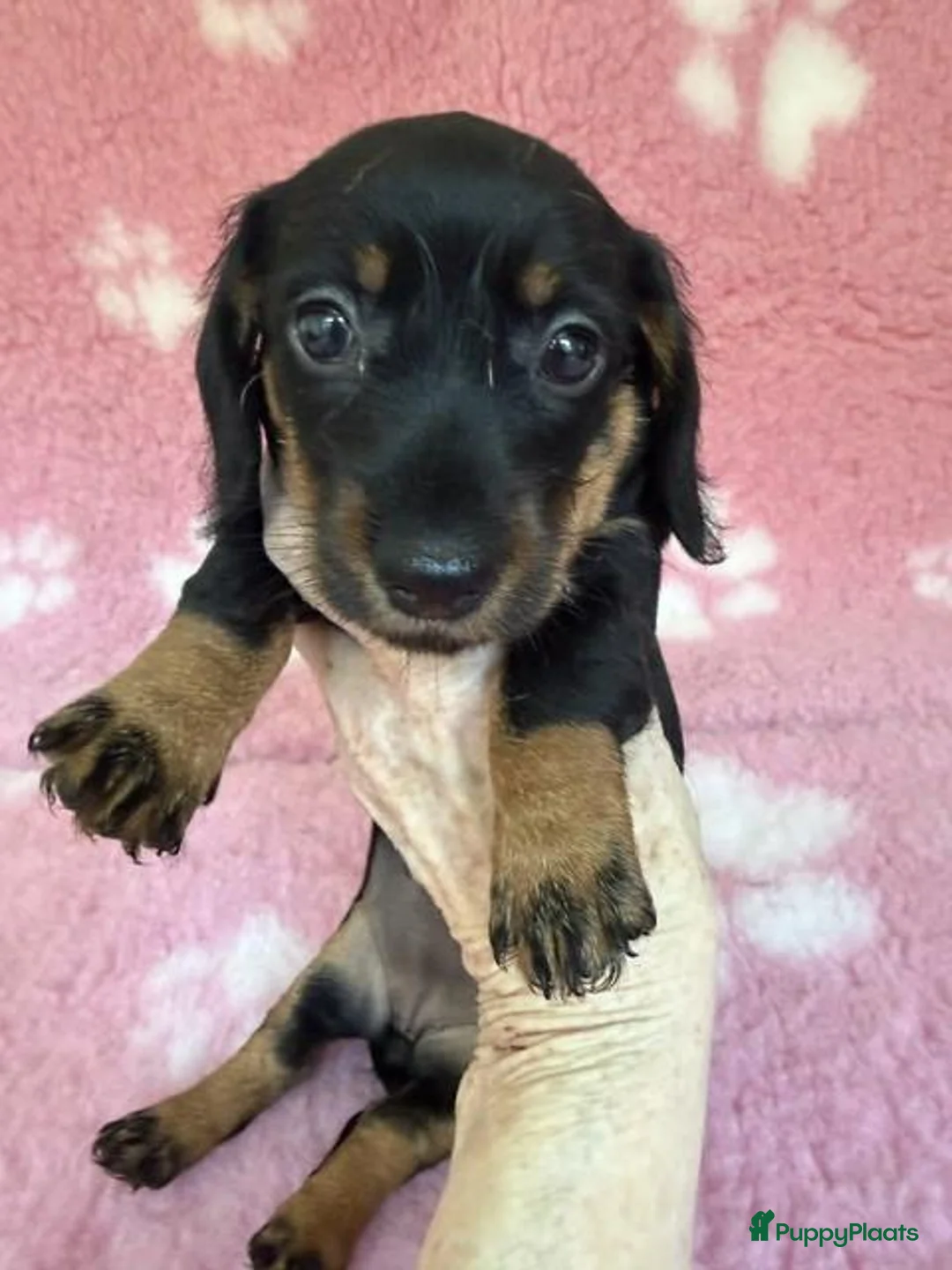 Ruwhaar Teckel honden te koop: Ruwhaar dwerg teckel pups met stamboom - Advertentie 2