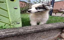 Australian Shepherd honden te koop: Raszuivere Australian Shepherd op de boerderij - Afbeelding 6