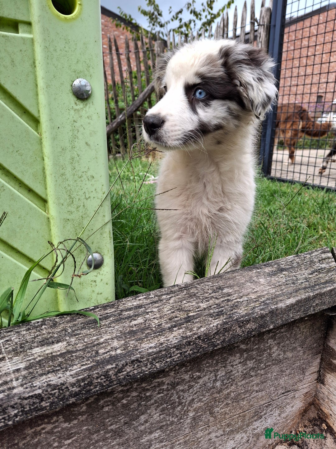 Australian Shepherd honden te koop: Raszuivere Australian Shepherd op de boerderij - Afbeelding 6