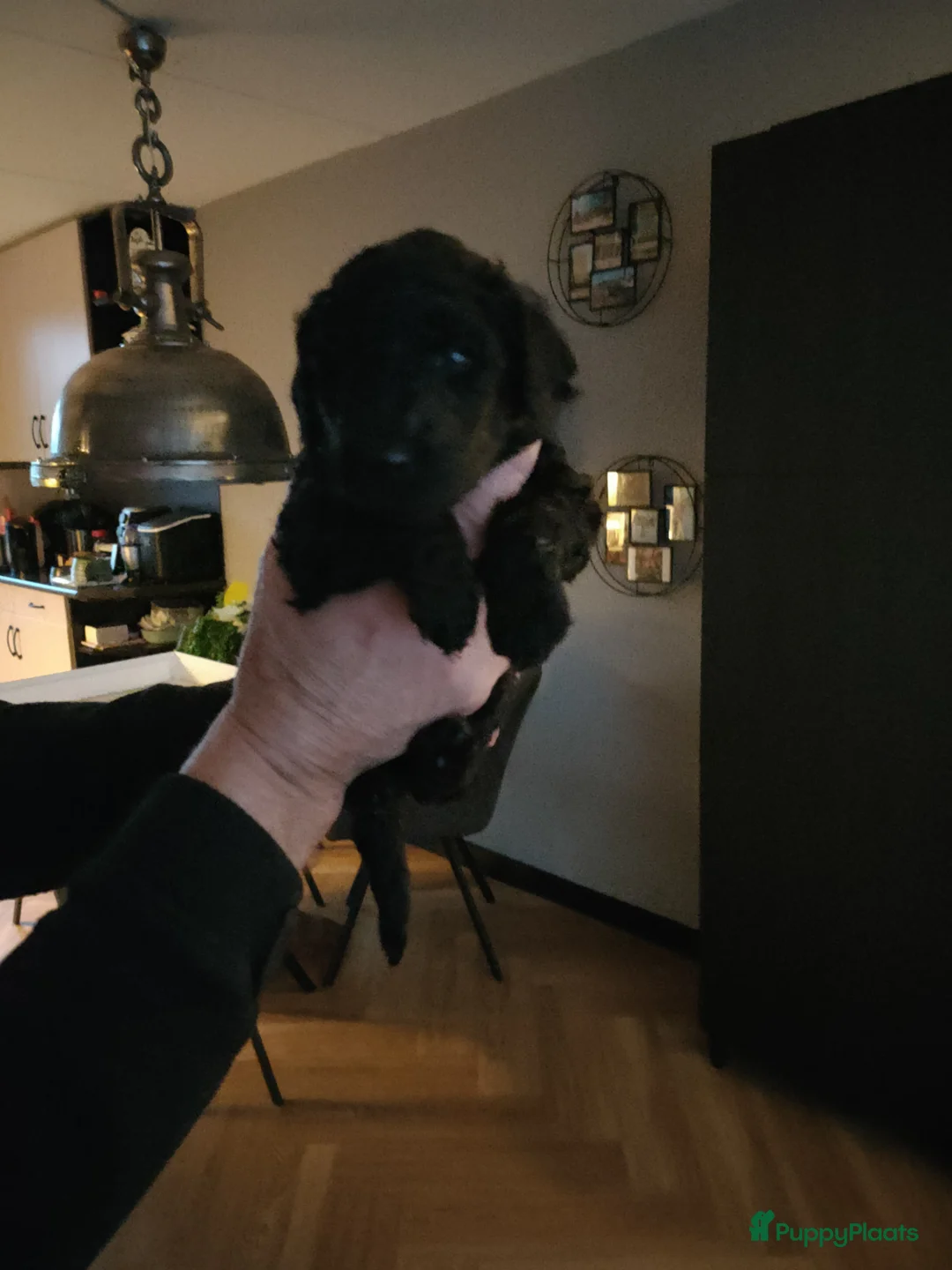 Labradoodle honden te koop: Labradoodle pups - Advertentie 9