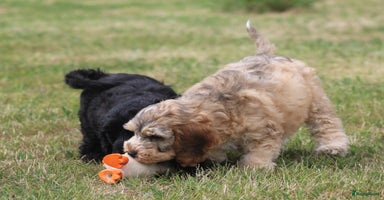 Cockapoo honden - Advertentie 15
