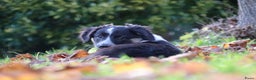 Kruising honden te koop: border collie (australische) herder - Advertentie 5