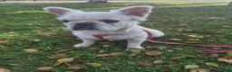 Franse Bulldog honden te koop: 🎀 Fluffy Franse bulldog 11 maanden teefje 🎀 - Advertentie 3