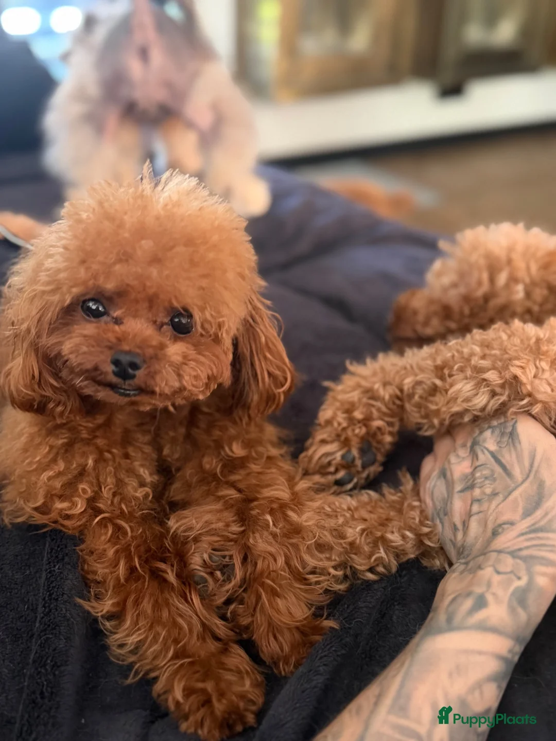 Poedel Toy honden te koop: Rood toypoodle teefje  - Advertentie 2