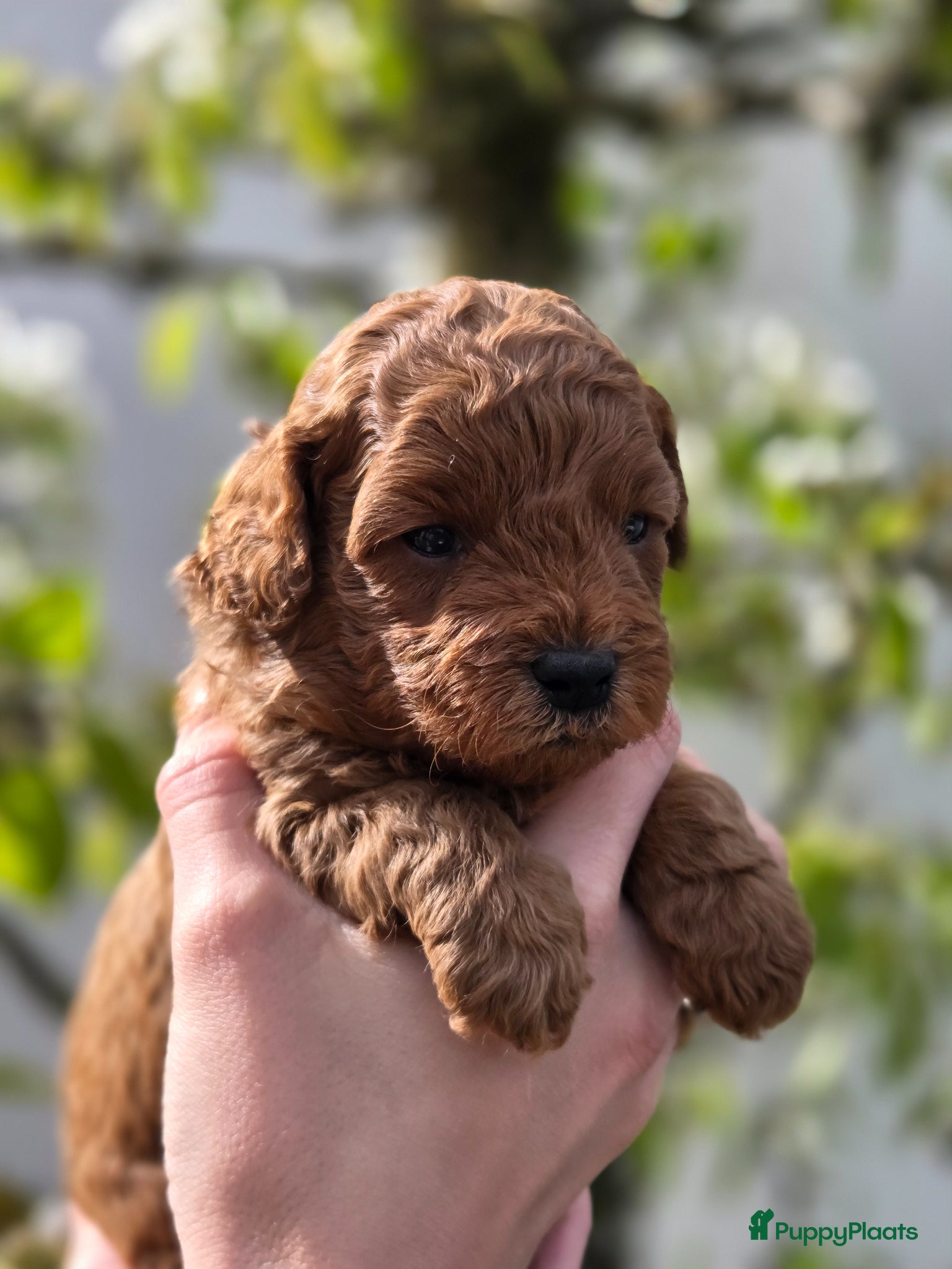 Maltipoo honden Maltipoo pups - Advertentie 2
