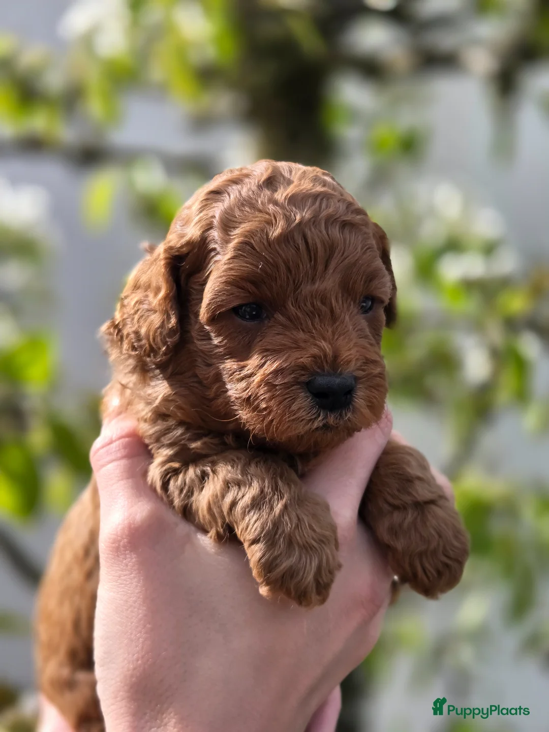 Maltipoo honden te koop: Maltipoo pups - Advertentie 2