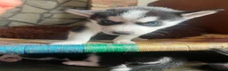 Siberische Husky honden te koop: Lieve husky pups zoeken een gouden mandje - Advertentie 10
