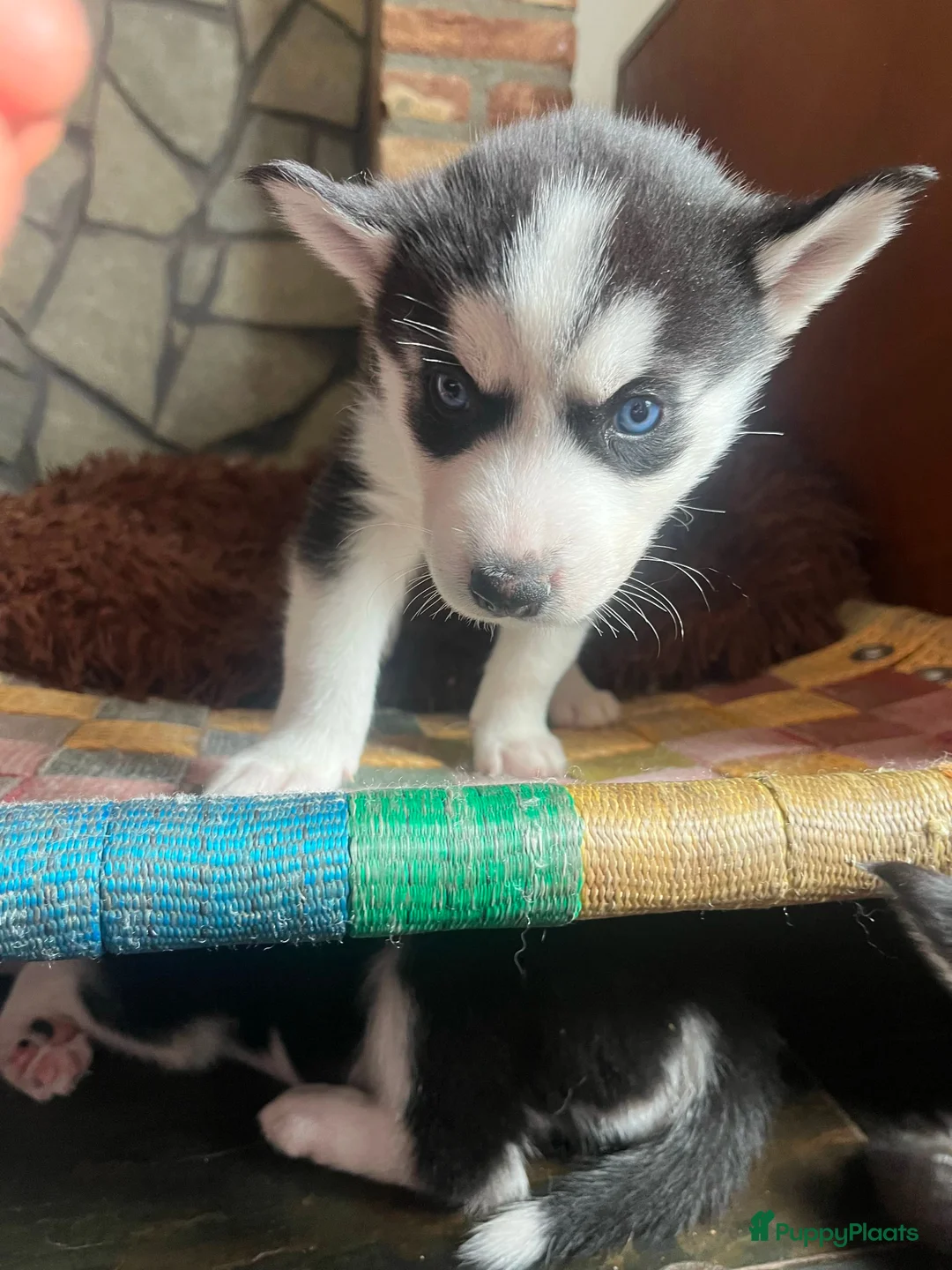 Siberische Husky honden te koop: Lieve husky pups zoeken een gouden mandje - Advertentie 10
