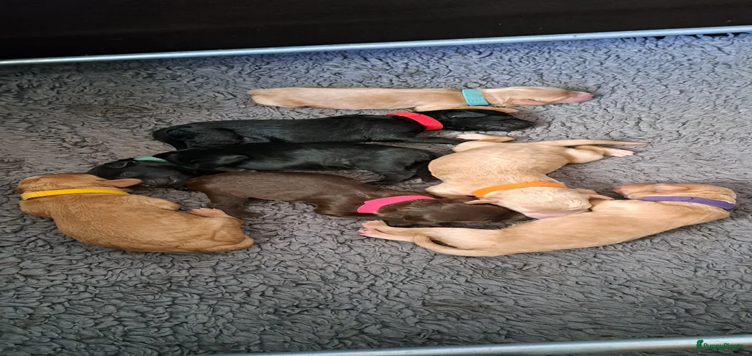 Galerij afbeelding {{count}}