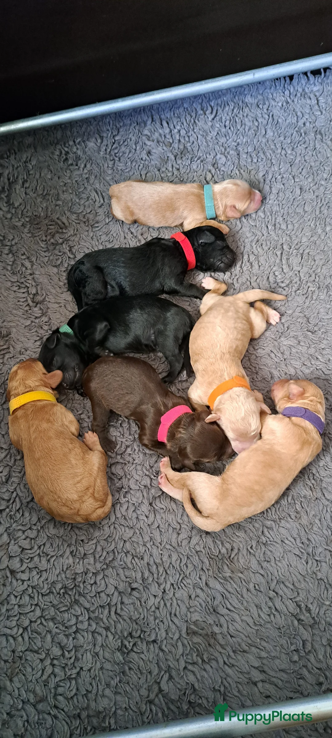 Galerij afbeelding {{count}}