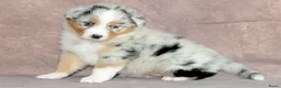 Australian Shepherd honden te koop: Australische herder pups - Advertentie 7