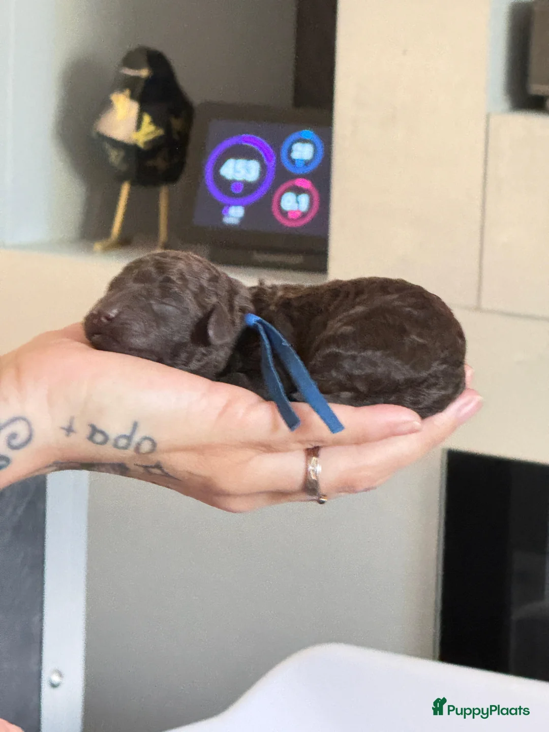 Kruising honden te koop: Prachtige hypoallergene pups uit geteste ouders - Advertentie 2