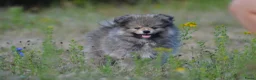 Pomeriaan honden te koop: Knappe lieve pomeriaan pups te koop - Advertentie 7