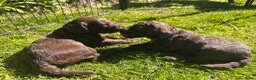 Australian Labradoodle honden te koop: Labradoodle pups - Advertentie 1