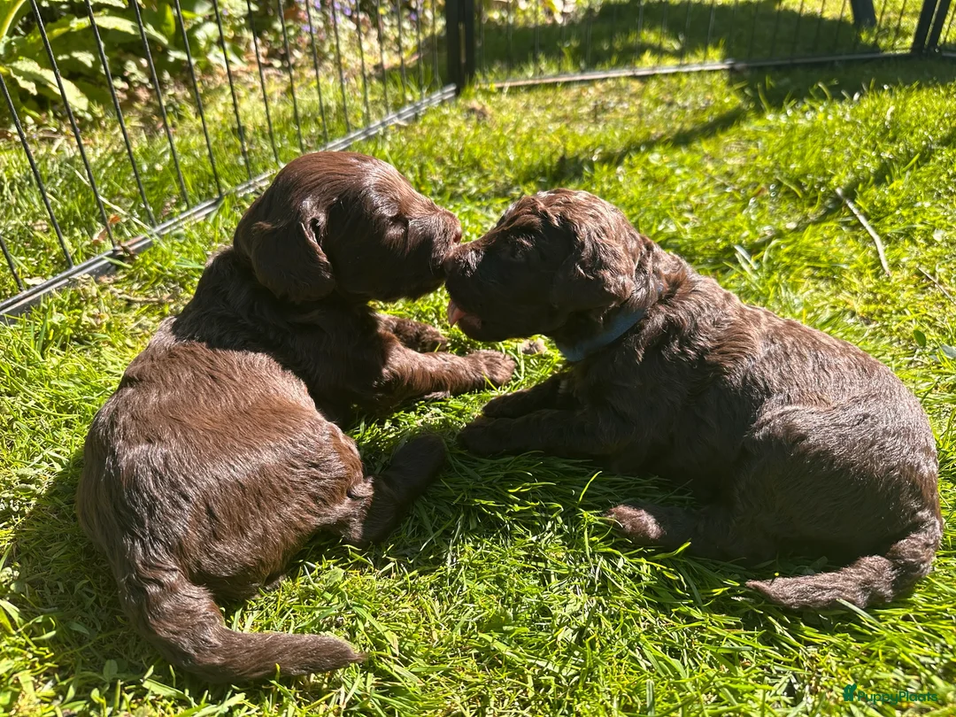 Australian Labradoodle honden te koop: Labradoodle pups - Advertentie 1
