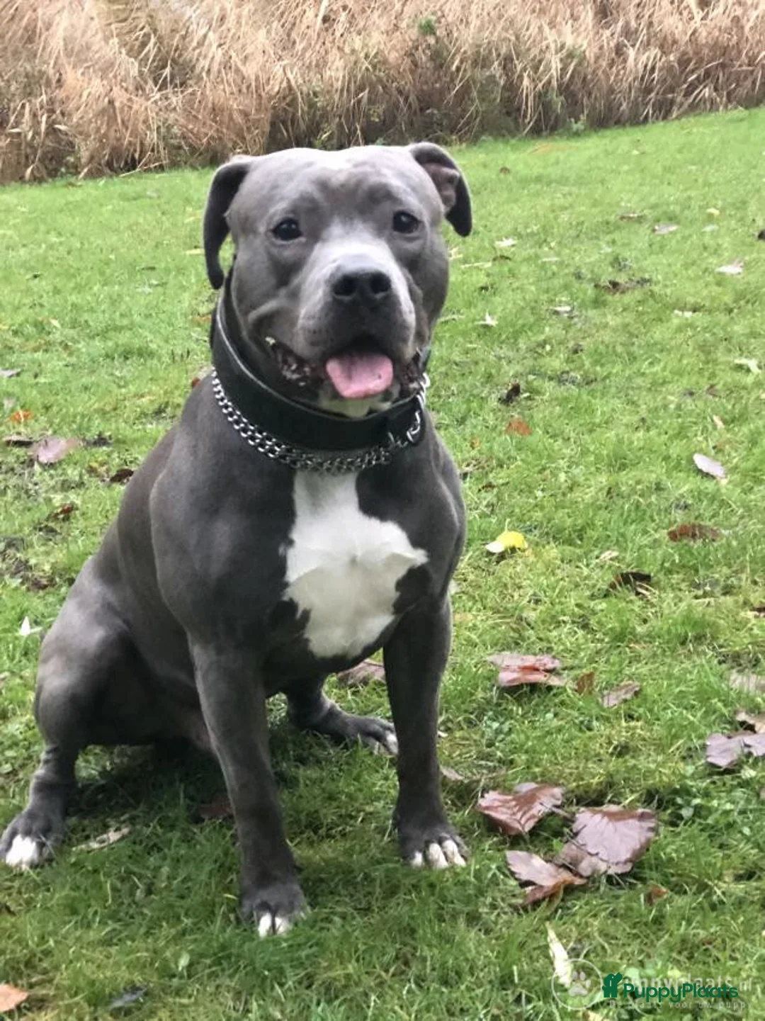 American Staffordshire Terriër honden ter dekking: Dekreu Amstaff (40KG) in Breda - Advertentie 2