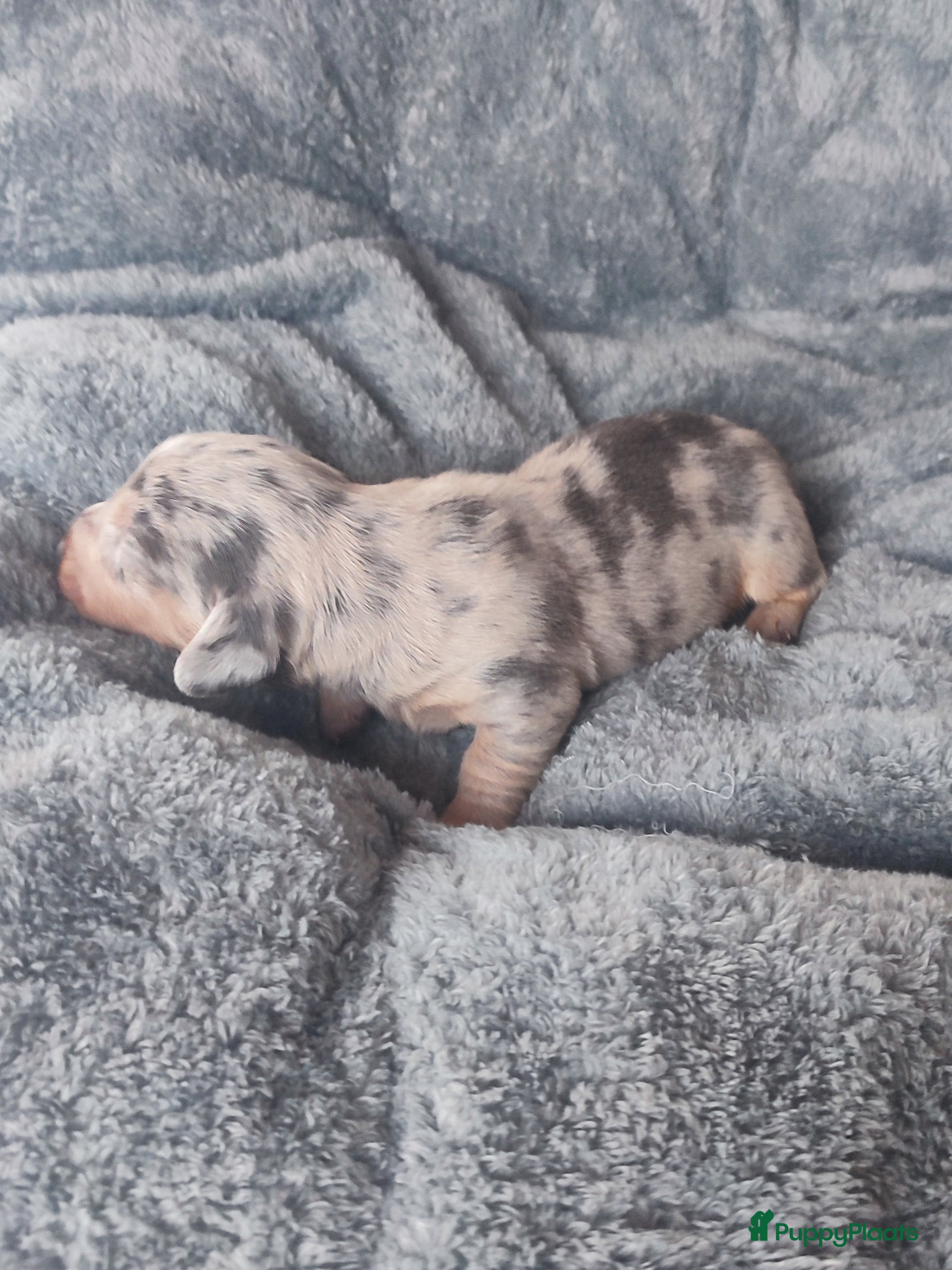 Teckel (korthaar)  honden Prachtige dwergteckel pupjes - Advertentie 2