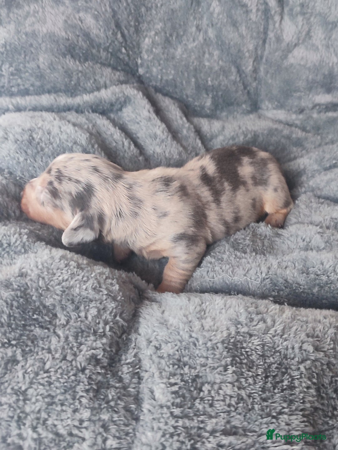 Teckel (korthaar)  honden te koop: Prachtige dwergteckel pupjes - Advertentie 1