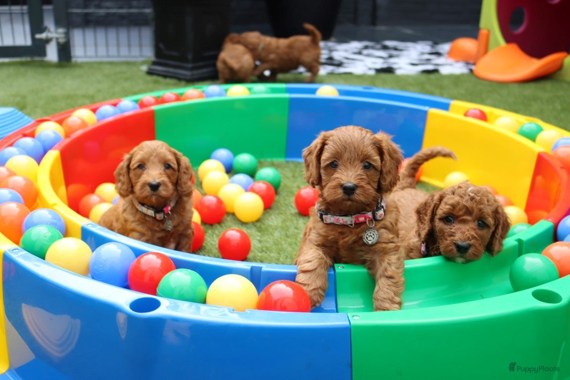 Australian Labradoodle honden te koop:  6 lieve Mini/medium Australian labradoodle pups - Advertentie 5