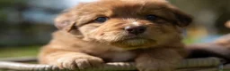 Kruising honden te koop: Australian Toller pups - Advertentie 20